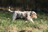 BERGER AUSTRALIEN PUPPIES 735